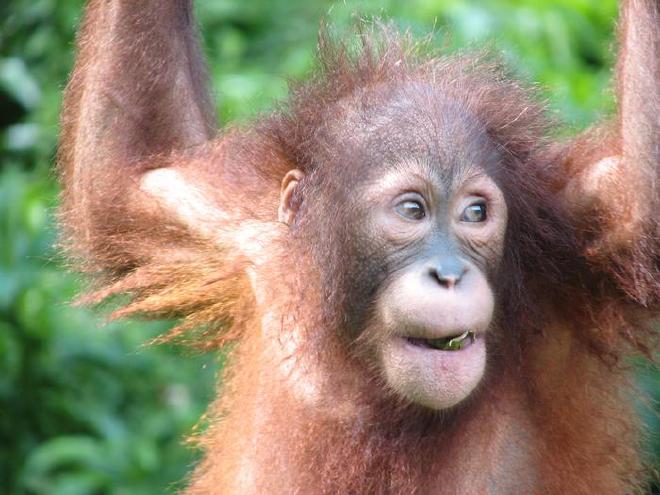 Orangután riendo. Crédito de la imagen: Marina Davila-Ross