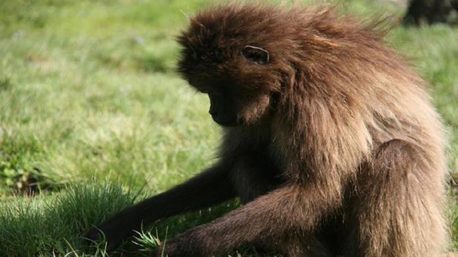 La investigación abre un nuevo escenario cuyos modelos son capaces de distinguir primates actuales con dietas diversas. Crédito de la imagen: Laura M. Martínez - Universidad de Barcelona