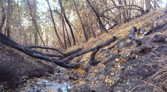 Cholila-Golondrinas fire zone. Image credit: Assef et all..