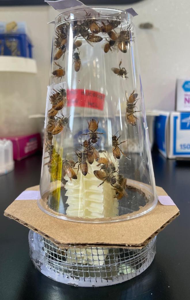 Researchers created nanocolony environments like this one to represent a typical honeybee hive. Image credit: Angela Encerrado-Manriquez/UC Davis