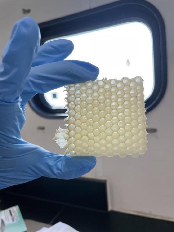 A sample of paraffin wax removed from a research nanocolony. Image credit: Angela Encerrado-Manriquez /UC Davis