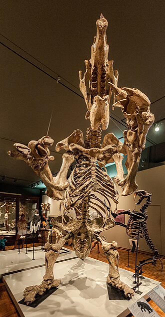 Gran perezoso terrestre exhibido en San Pablo, Brasil. Crédito de la imagen: Wilfredor en Wikipedia