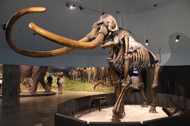 Esqueleto de Mammuthus columbi en exhibición en el Museo Page en los pozos de alquitrán de La Brea, en Wikipedia. Crédito de la imagen: Jonathan Chen