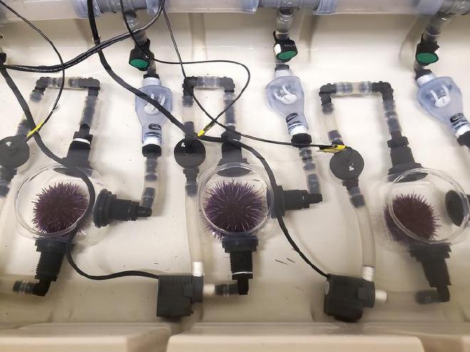 Sea urchins in respirometry chambers, which monitor oxygen use (changes in metabolism) as water temperature increases. Image credit: Murray Duncan