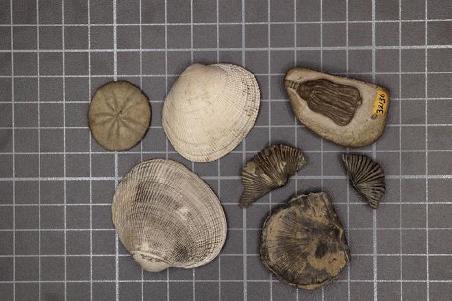 Muestras representativas de la fauna moderna (tres muestras a la izquierda) y de la fauna paleozoica (cuatro muestras a la derecha). Crédito de la imagen: Sarah Leibovitz