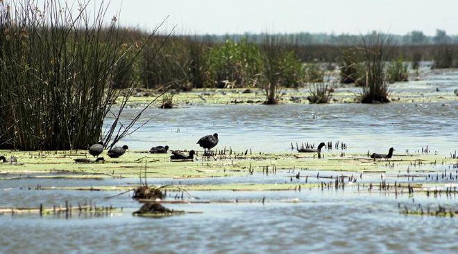 Lagunas pampeanas del norte. Crédito: Rodrigo Sinistro