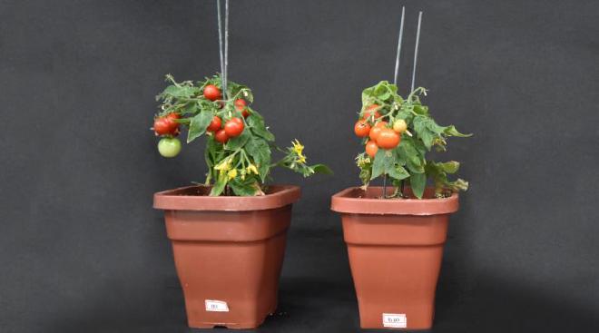 Planta de tomate salvaje (izq.) y mutante que no expresa el gen SlBBX20 (der). Créditos: Bruno Silvestre Lira
