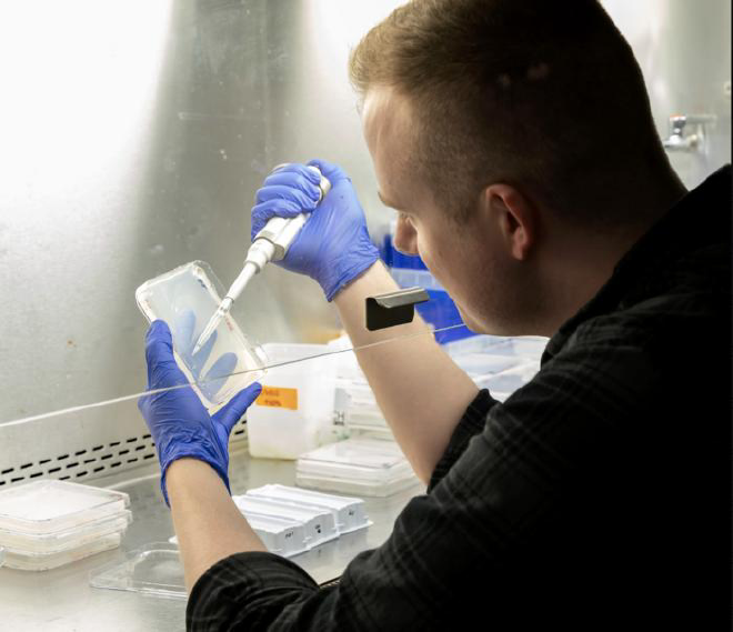 Will Hinckley, estudiante de posgrado de la NYU, coloca semillas de Arabidopsis en un sustrato vegetal que contiene nitrógeno. Crédito de la imagen: Tracey Friedman, Universidad de Nueva York