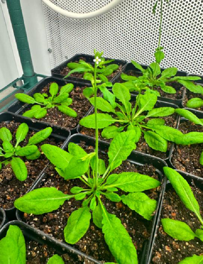 Arabidopsis thaliana en el Centro de Genómica y Biología de Sistemas de la Universidad de Nueva York. Crédito de la imagen: Will Hinckley, NYU