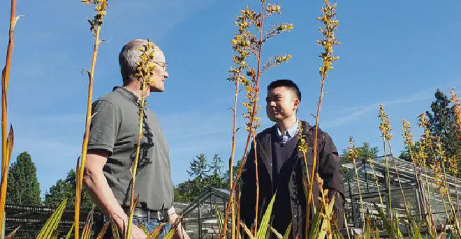 El profesor Michael Lenhard y el Dr. Haoran Xue frente a las colecciones de plantas de Wachendorfia thyrsiflora en el Jardín Botánico de la Universidad de Potsdam. Crédito de la imagen: Arbeitsgruppe Genetik, Universität Potsdam