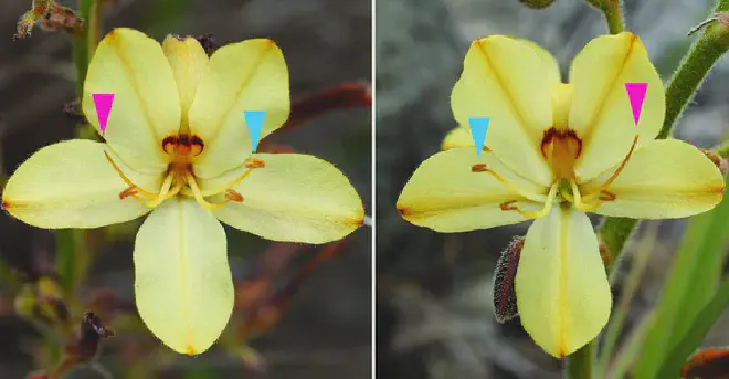 Disposición de las partes florales del lirio mariposa sudafricano Wachendorfia paniculata. Las puntas de flecha rosa señalan los estilos y las azules, los estambres. Crédito de la imagen: Arbeitsgruppe Genetik, Universität Potsdam
