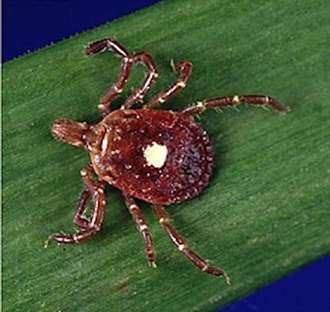 Amblyomma americanum. La garrapata estrella solitaria se encuentra ampliamente distribuida en el este, sureste y medio oeste de Estados Unidos. Vive en zonas boscosas, particularmente en bosques secundarios con maleza espesa, donde residen los venados de cola blanca (el principal hospedador de las garrapatas adultas). Las garrapatas estrella solitaria también se pueden encontrar en áreas ecotonales (zonas de transición entre diferentes biomas), como las que se encuentran entre ecosistemas forestales y pastizales. La garrapata estrella solitaria utiliza la maleza espesa o la hierba alta para adherirse a su hospedador mediante la búsqueda, es decir, trepando por una brizna de hierba o hasta los bordes de las hojas, estirando sus patas delanteras hacia adelante y, en respuesta a estímulos bioquímicos como el dióxido de carbono, el calor y la vibración del movimiento, montando sobre un hospedador que pasa al rozar sus patas. Una vez adherida a su hospedador, la garrapata se desplaza y selecciona un sitio de alimentación preferido. Crédito de la imagen: Wikimedia. El texto es de la Wikipedia en español