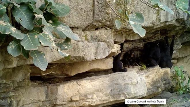Una cría de chimpancé (en el centro) intenta derribar una fruta de un árbol baobab junto a un chimpancé juvenil (a la izquierda). Crédito de la imagen: Instituto Jane Goodall España (IJGE)