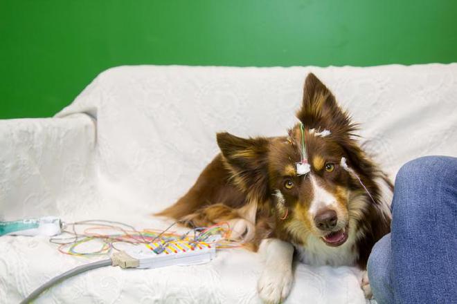 Un nuevo estudio realizado en Hungría revela que el cerebro de los perros segmenta el habla en palabras de una manera que hasta ahora solo se había observado en humanos. Esto sugiere que el procesamiento eficiente del habla no es necesariamente consecuencia de las habilidades lingüísticas únicas de los humanos: la exposición regular al habla por sí sola puede modificar el funcionamiento del cerebro, incluso en una especie de mamífero evolutivamente distante de los humanos. El descubrimiento, realizado por el Laboratorio de Neuroetología de la Comunicación del Departamento de Etología de la ELTE en Budapest, fue publicado en la revista Science. Crédito de la imagen de Zaila: Sarolta Szilágyi