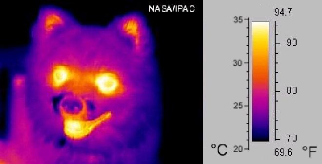 Termograma, (imagen infrarroja) del perro Rusty, con escala de temperatura en grados Fahrenheit. Wikipedia añadió posteriormente una escala aproximada en grados Celsius. Crédito de la imagen: NASA/JPL