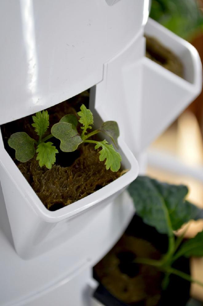 Pequeña planta en un contenedor blanco.** <strong>Photo by Nadine Primeau</strong>