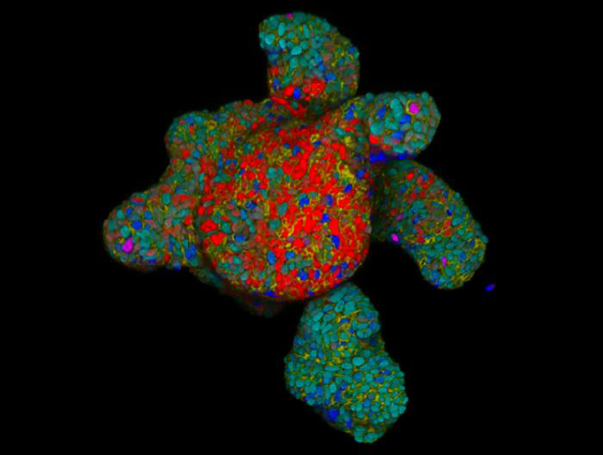 Un organoide intestinal humano que muestra las típicas &ldquo;criptas en ciernes&rdquo; y un dominio central &ldquo;similar a una vellosidad&rdquo;. Los principales tipos de células intestinales se muestran en verde, azul, rojo y morado. Las membranas son amarillas y los núcleos cian. Crédito de la imagen: Ninouk Akkerman, Yannik Bollen and Jannika Finger, Institute of Human Biology