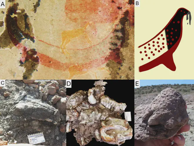 Interpretación del animal con colmillos del panel de la Serpiente Cornuda y sus rasgos de dicinodonte. A, Foto del animal con colmillos del panel de la Serpiente Cornuda. B, dibujo interpretativo de su cabeza. C, cráneo de un Lystrosaurus (14-03-2024, Reserva Natural de Oviston) que muestra los colmillos prominentes, fotografiado in situ en el momento de su descubrimiento, antes de la excavación y sin preparación. D, esqueleto completo de un Lystrosaurus (BP/1/9100, Reserva Natural de Oviston) con su columna vertebral curvada en una &lsquo;postura de muerte&rsquo; opistotónica, ex situ, preparado. E, el pie &lsquo;momificado&rsquo; de un Lystrosaurus (28-08-2022, Fairydale, distrito de Bethulie) que muestra el aspecto verrugoso de su piel preservada, ex situ, sin preparación. Crédito de la imagen: Julien Benoit