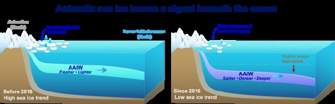 El Agua Intermedia Antártica pasó de ser menos salina antes de 2016 a volverse más salada, densa y profunda después. Crédito de la imagen: Kaushik Mishra