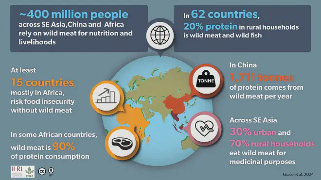 Infografía sobre el consumo de carne de animales silvestres en África y el sudeste de Asia, y la cantidad de personas dependientes de la caza de animales silvestres para alcanzar la cuota mínima de consumo de proteínas animales. Crédito de la imagen: Grace et al. 2024