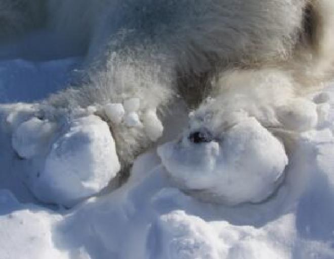 Esta imagen muestra las patas traseras de un oso polar sedado temporalmente para una investigación en el este de Groenlandia en 2022. El oso tiene grandes trozos de hielo congelados en sus patas, que los investigadores retiraron. Es uno de los dos osos polares que muestran este tipo de acumulación, que parece ser un fenómeno nuevo que afecta a algunos osos polares en el extremo norte de la Tierra. Crédito de la imagen: Kristin Laidre/Universidad de Washington