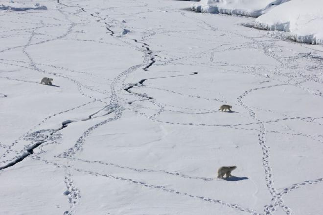 Tres osos polares adultos viajan a través del hielo marino en el este de Groenlandia. Los entornos del extremo norte que se habrían mantenido muy por debajo del punto de congelación ahora experimentan ciclos de congelación y descongelación y nieve húmeda debido al calentamiento del clima. Crédito de la imagen: Kristin Laidre/Universidad de Washington