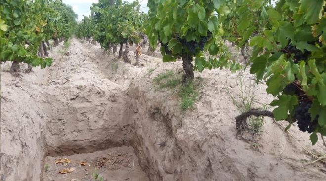 Suelo profundo con gran cantidad de arena, ubicado a metros del Río Mendoza, en la región de Lunlunta, Maipú. Crédito de la imagen: Roy Urvieta