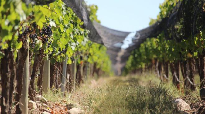 Plantas de Malbec en el Valle de Uco, de la región de Paraje Altamira, San Carlos, Mendoza. Crédito de la imagen: Roy Urvieta