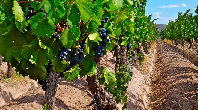 Malbec de más de 100 años en la región de Lunlunta, Maipú, Mendoza. Crédito de la imagen: Roy Urvieta