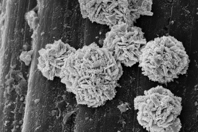 Imagen de microscopía electrónica del catalizador: Las estructuras esféricas se asemejan a rosas del desierto y consisten en diminutas plaquetas de oro &ldquo;espolvoreadas&rdquo; con partículas de platino. (Imagen: Debasis Maity, Grupo de Biotecnología y Bioingeniería / ETH Zúrich)