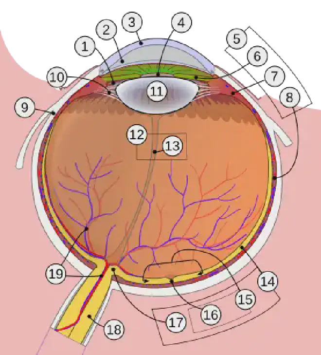 Anatomía del ojo en la Wikipedia. 1.Cámara posterior, 2.Cámara anterior, 3.Córnea, 4.Pupila, 5.Úvea (con 6.Iris, 7.Cuerpo ciliar y 8.Coroides), 9.Esclerótica, 10.Ligamento suspensorio del cristalino, 11.Cristalino, 12.Humor vítreo (con 13.Conducto hialoideo), 14.Retina (con 15.Mácula, 16.Fóvea y 17.Disco óptico), 18.Nervio óptico, 19.Vasos sanguíneos de la retina. Crédito de la imagen: Rhcastilhos, editado por <a href="https://commons.wikimedia.org/wiki/User:Jakov"   target="_blank">
    jakov</a>