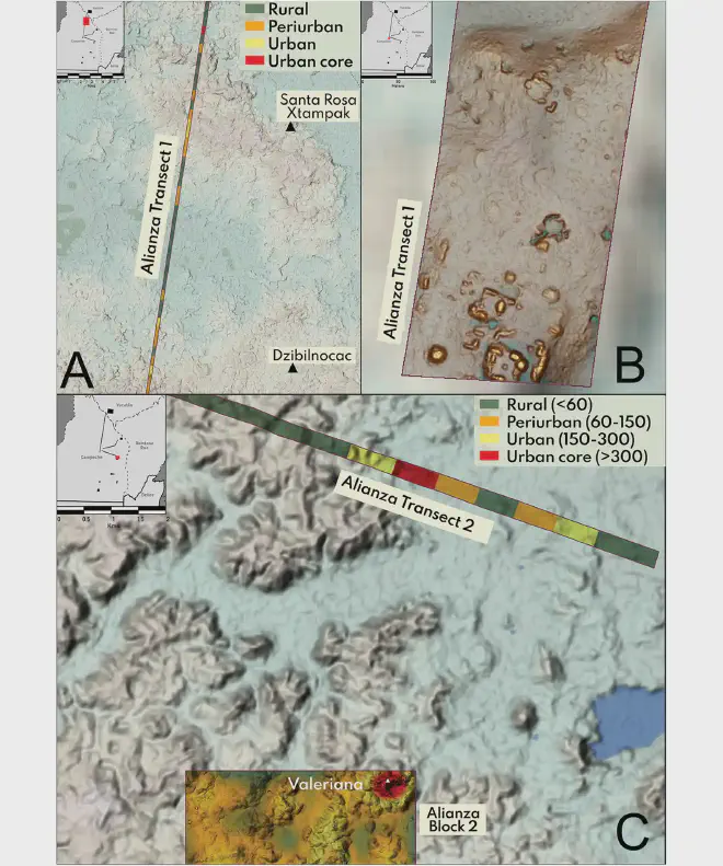 Primeros planos de transectos; A) Transecto 1; B) extremo sur del Transecto 1; C) extremo este del Transecto 2. Todas las densidades expresadas como estructuras por kilómetro cuadrado. Crédito de la imagen: Auld-Thomas et al.