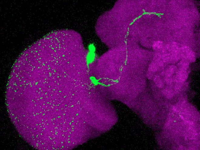 Expresión del neuropéptido Pdf (verde) en el cerebro (violeta) de Drosophila sechellia. Crédito de la imagen: Michael Shahandeh, Richard Benton (CIG, UNIL)