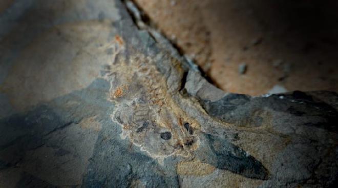 Laja con huesos del renacuajo de Notobatrachus. Foto: gentileza investigadores