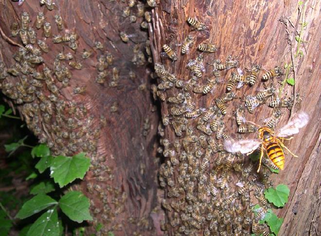 Una colmena con obreras de Apis cerana japonica es explorada por una avispa amarilla (Vespa simillima). La imagen fue publicada en Wikipedia por Takahashi