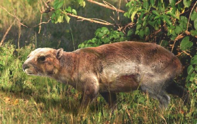 Representación artística de Hemihegetotherium, una variedad extinta de mamífero y uno de los tipos más comunes de restos animales fosilizados encontrados por investigadores en el sitio CQH en el sur de Bolivia. Crédito: Velizar Simeonovski