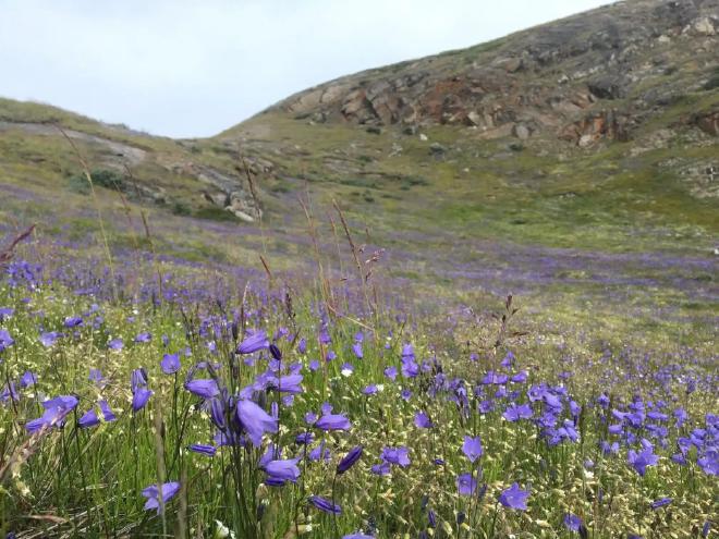 Un campo de campanillas árticas florece cerca de Kangerlussuaq, Groenlandia. En general, las plantas aquí reverdecieron antes y con mayor abundancia en lugares donde pastan caribúes o bueyes almizcleros. La campanilla fue una de las pocas especies que emergió más tarde cuando había animales de pastoreo. (Eric Post, UC Davis)