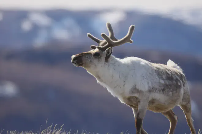 Muchas poblaciones de caribú en el Ártico están en declive, incluido el caribú de tundra migratorio como el que vemose. Mientras tanto, nuevos estudios muestran que los grandes herbívoros del Ártico son importantes para la resiliencia climática. (Eric Post, UC Davis)