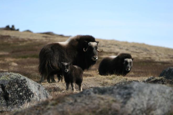 Una hembra de buey almizclero cuida a sus crías cerca de Kangerlussuaq, Groenlandia. (Eric Post, UC Davis)