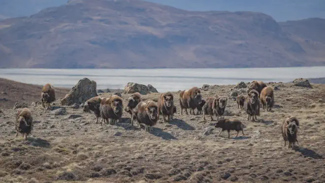 Un grupo de bueyes almizcleros se reúne en la tundra ártica cerca de Kangerlussuaq, Groenlandia. Crédito de la imagen: Jeff Kerby