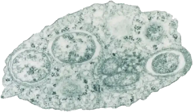 Secuencia del genoma de la bacteria intracelular Wolbachia. PLoS Biol 3/2/2004: e76. doi:10.1371/journal.pbio.0020076. Crédito de la imagen: Scott O&rsquo;Neill