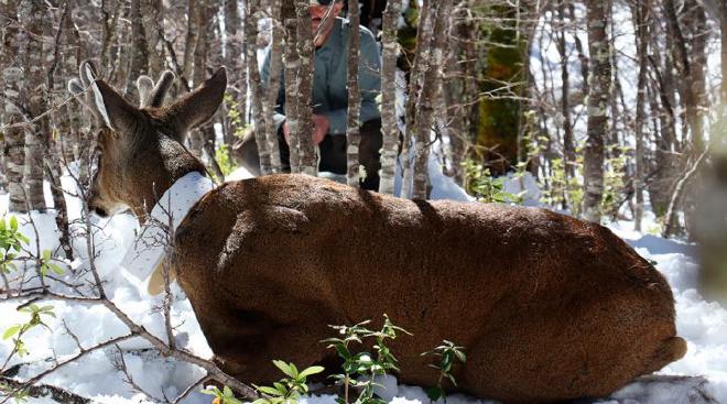 Werner Flueck contempla un huemul macho en el Parque Protegido Shoonem de Chubut, Lago la Plata, Alto Río Senguer, año 2017. Foto: JoAnne Smith-Flueck