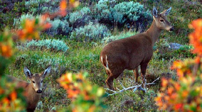 De la metapoblación original en Argentina sólo quedan entre trescientos cincuenta y quinientos huemules fragmentados en unos sesenta grupos a lo largo de 1800 kilómetros de los Andes. Foto: Dra. JoAnne Smith-Flueck