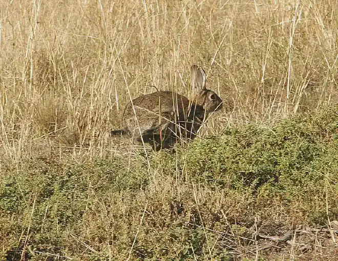 El conejo silvestre europeo es plaga invasora en Australia