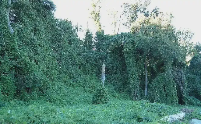 Kudzu sofocando árboles