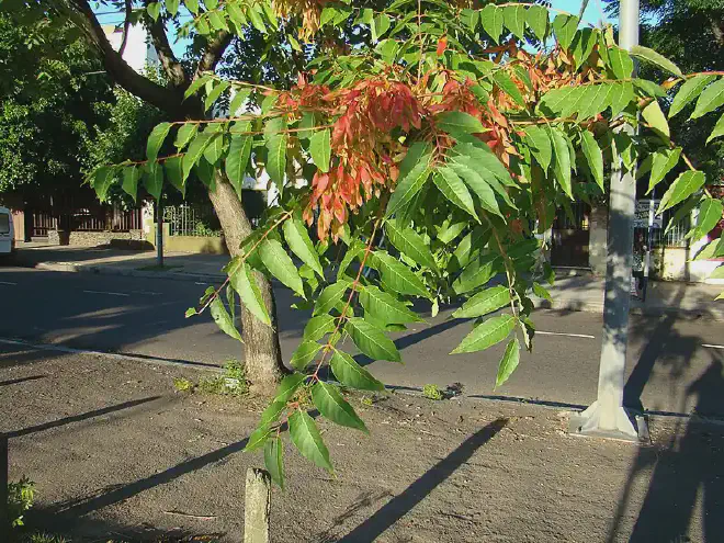 Detalle de las hojas de Ailanthus altissima. Imagen: <a href="https://commons.wikimedia.org/w/index.php?title=User:Marina_Torres&amp;action=edit&amp;redlink=1"   target="_blank">
    Marina Torres</a>