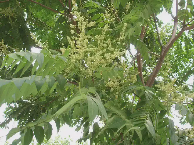 Flores de Ailanto o Ailanthus altissima en Shijiazhuang, Hebei, China. Imagen de <a href="https://es.wikipedia.org/wiki/Archivo:AilanthusAltissimaFlower2.jpg"   target="_blank">
    Wikipedia</a>