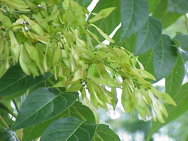 Semillas inmaduras de Ailanto, Ailanthus altissima. Imagen de <a href="http://www.kurtstueber.de/"   target="_blank">
    Kurt Stüber</a>