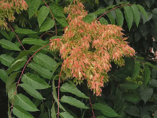 Ejemplar femenino de Ailanthus altissima con una intensa carga de semillas maduras. Imagen: <a href="https://commons.wikimedia.org/wiki/User:Luis_Fern%C3%A1ndez_Garc%C3%ADa"   target="_blank">
    Luis Fernández García</a>