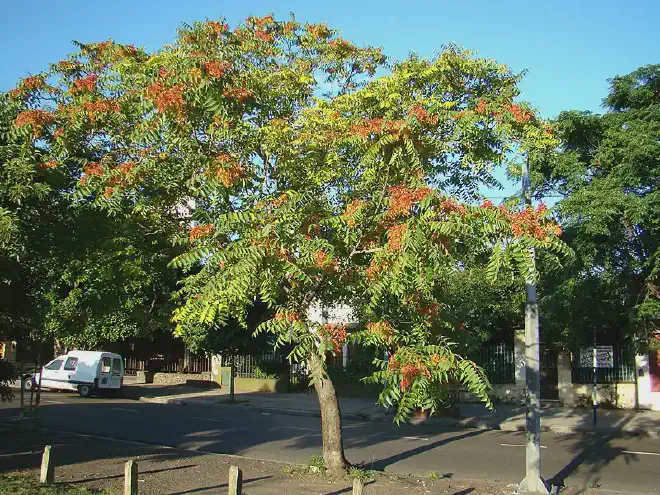 Árbol de Ailanthus altissima. Imagen de <a href="https://commons.wikimedia.org/w/index.php?title=User:Marina_Torres&amp;action=edit&amp;redlink=1"   target="_blank">
    Marina Torres</a>